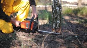 Trusted Penn Valley, CA Tree Removal Experts