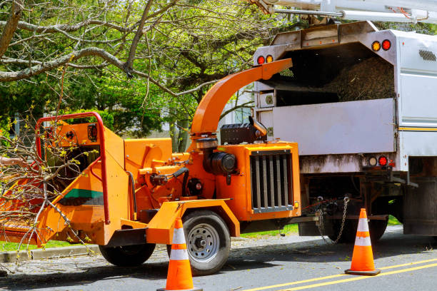 Best Tree Disease Treatment  in Penn Valley, CA